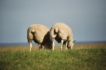 Schapen polder